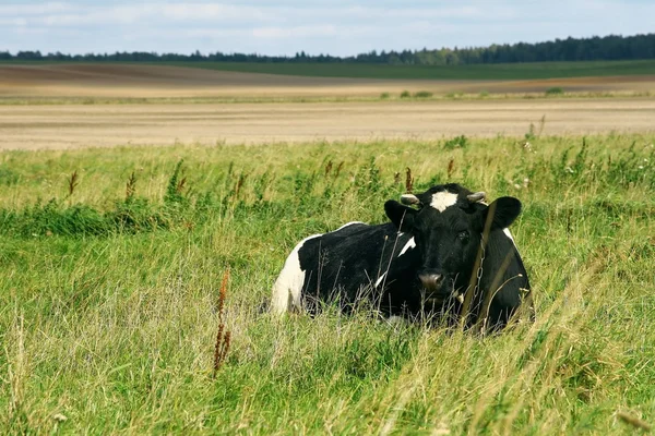Vaca.. —  Fotos de Stock