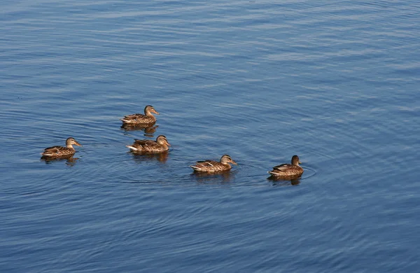 П'ять качок плавають у ставку . — стокове фото