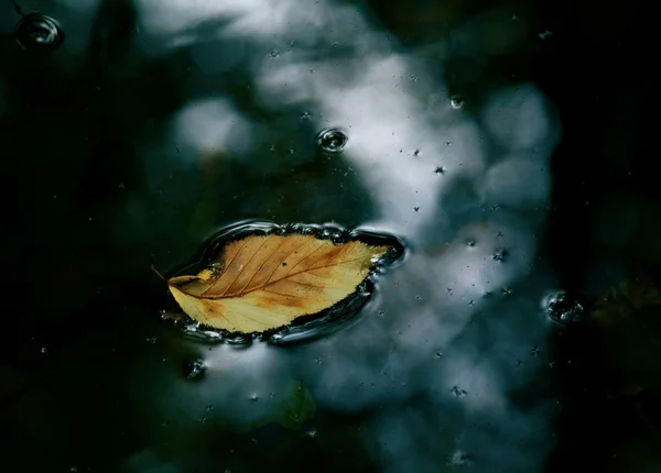 stock image Autumn leaf