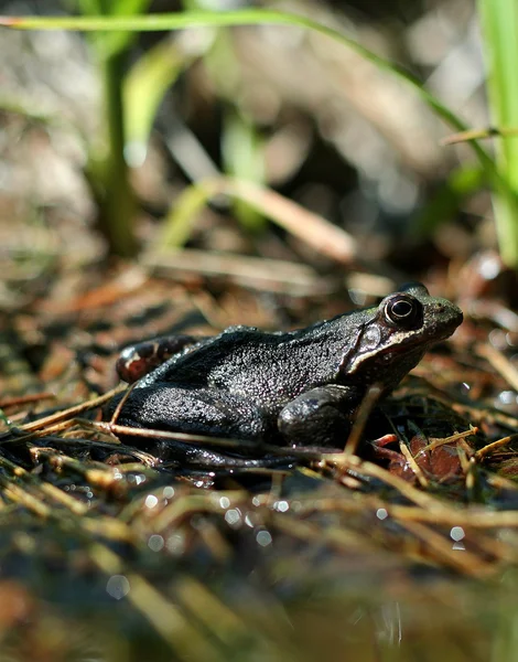 stock image Common Frog