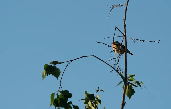 stock image Sparrow.