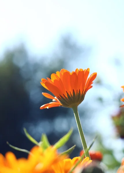 stock image Spring flower.