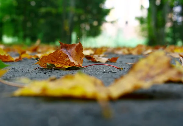 Hoja caída de otoño . —  Fotos de Stock