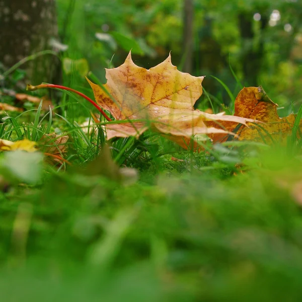 Fallen autumn leaf. — Stock Photo, Image