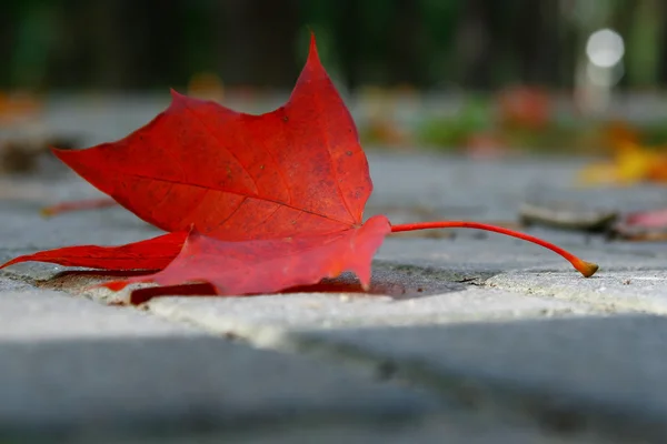 Fallen autumn leaf. — Stock Photo, Image
