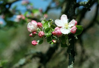 Apple şişmiş çiçek.