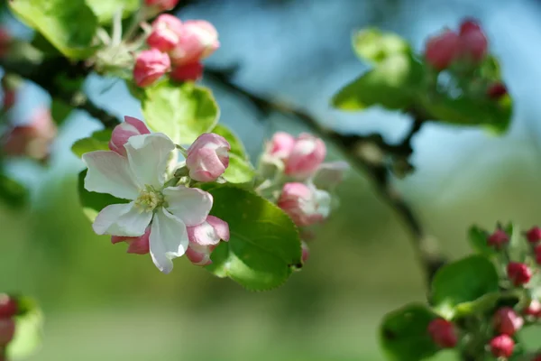 Dmuchane kwiat Apple. — Zdjęcie stockowe