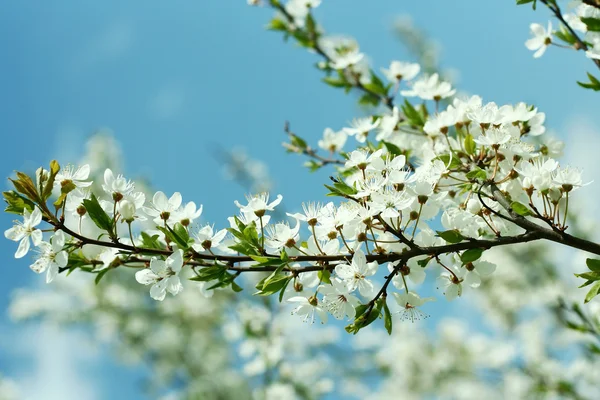 Spring cherry blossoms. — Stock Photo, Image