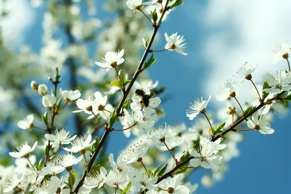 Spring cherry blossoms. — Stock Photo, Image
