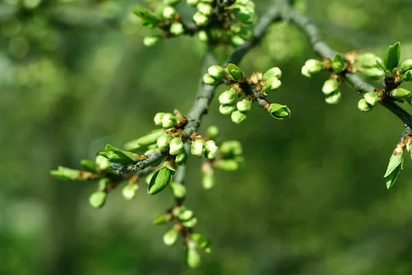 Stock image The first spring leaves.