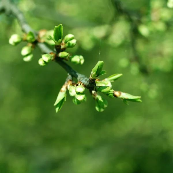 stock image The first spring leaves.