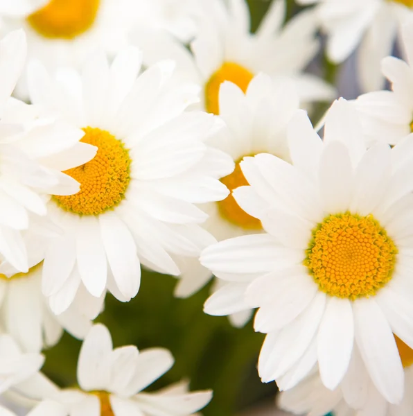 stock image Chamomile