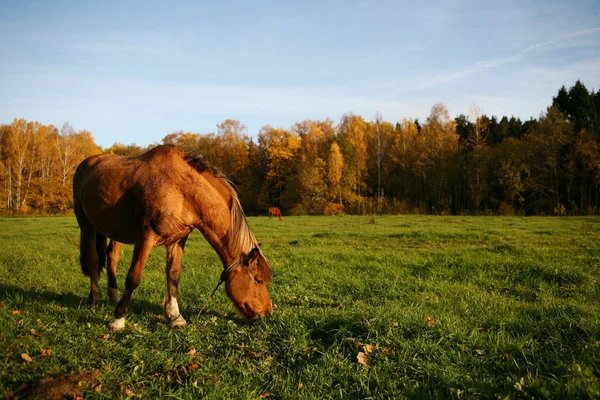 吃草的马 — 图库照片