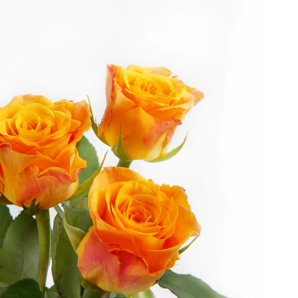 Stock image A bouquet of fresh roses