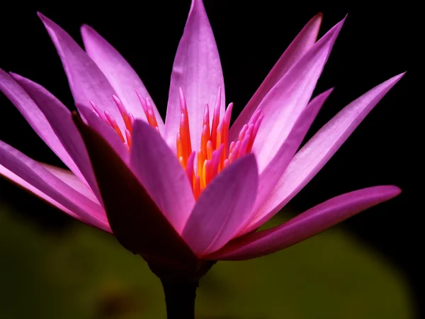 Lotus 1 — стокове фото