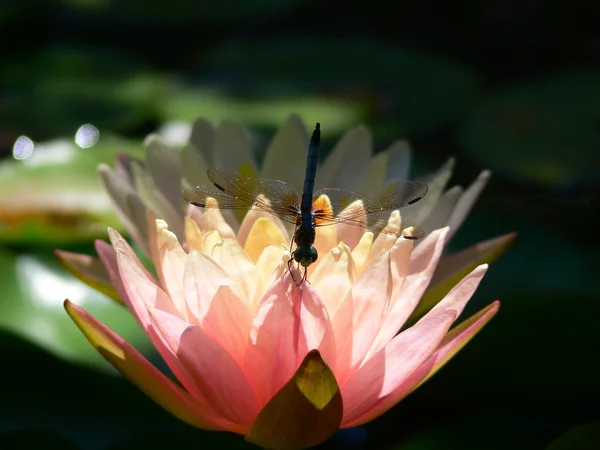 Dragonfly en waterlily 1 — Stockfoto