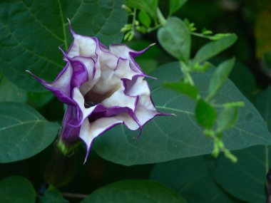 Purple Solanaceae clipart