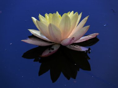 Waterlily 3 clipart