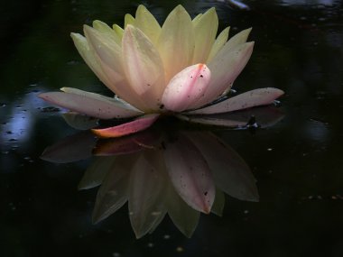 Waterlily 4 clipart