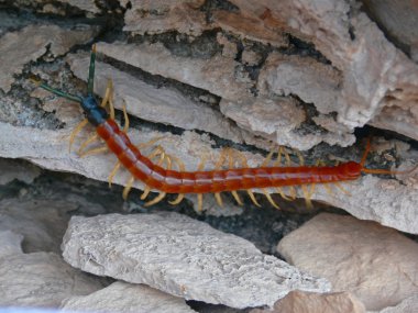 Giant Desert Centipede 1 clipart