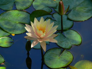 Waterlily 2 clipart