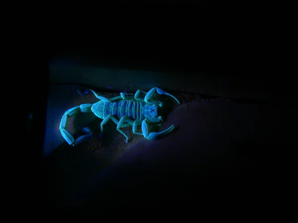 蝎子在紫外光灯下 2 — 图库照片