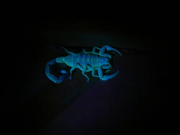 Скорпион под ультрафиолетовым светом 4 — стоковое фото