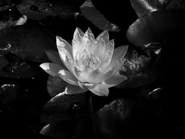 stock image Waterlily 1