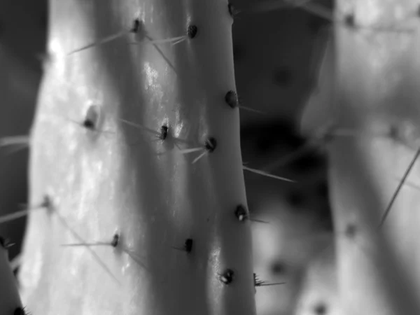 Spines 1 — Stock Photo, Image
