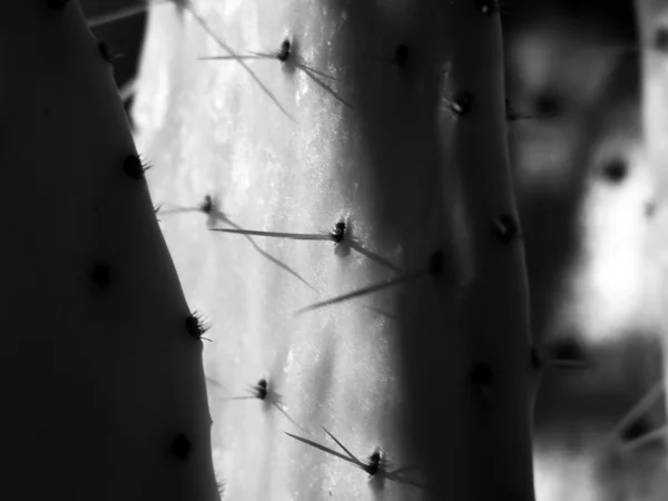 Spines 2 — Stock Photo, Image