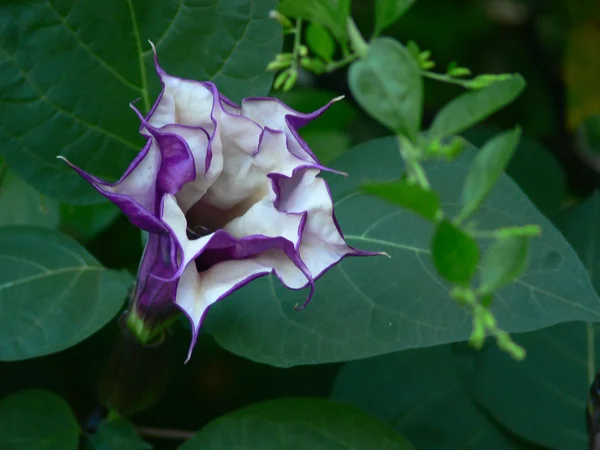 stock image Purple Solanaceae