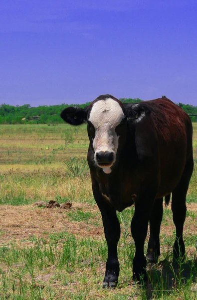 Cattle 5 — Stock Photo, Image