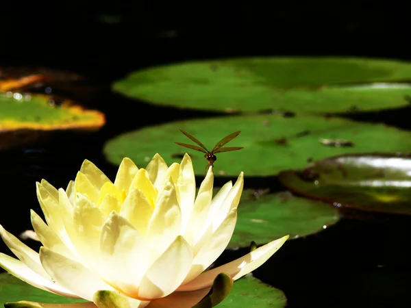 Dragonfly and Waterlily 3 — Stock Photo, Image