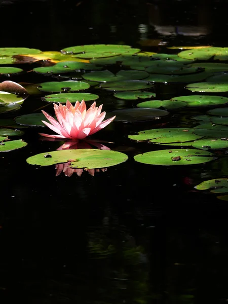 stock image Waterlily 6