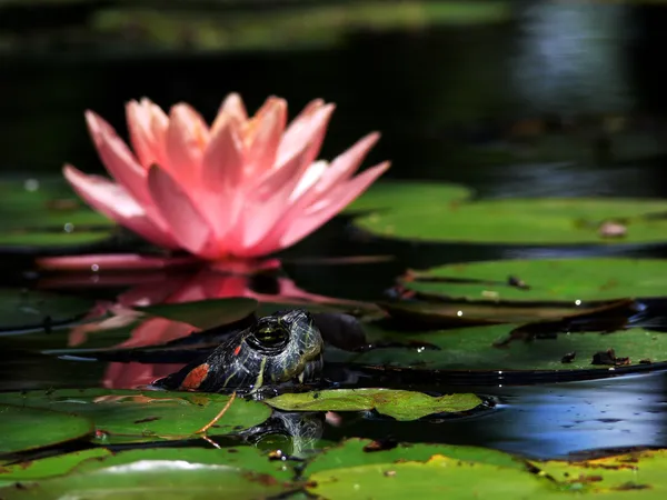 Żółw i lilia wodna 1 — Zdjęcie stockowe