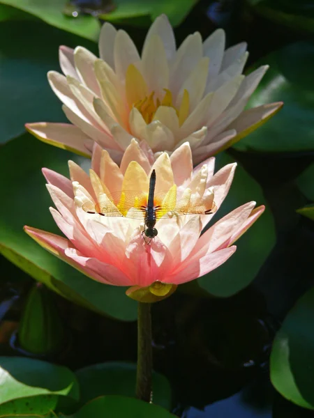 Dragonfly and Waterlily 2 — Stock Photo, Image