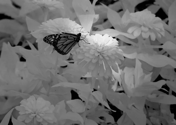 Інфрачервоний метелик — стокове фото