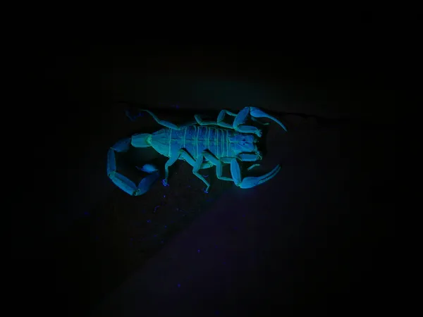 Скорпион под ультрафиолетовым светом 4 Лицензионные Стоковые Фото
