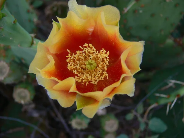 Prickly Pear Flower 1 Stock Picture
