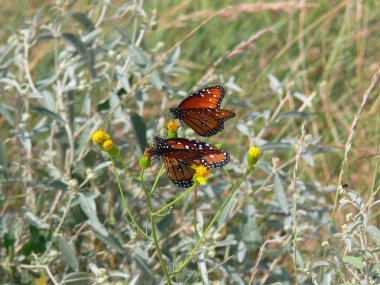 Queen Butterflies 2 clipart