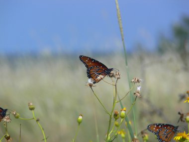 Queen Butterflies 1 clipart