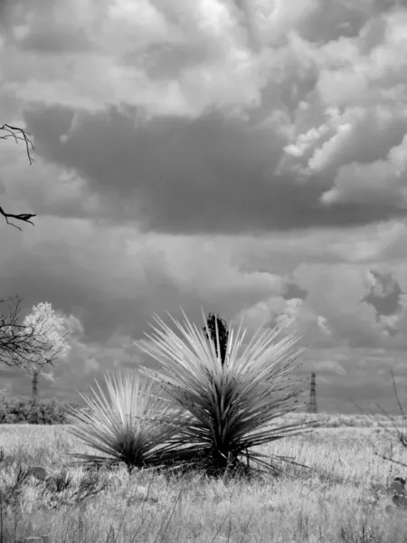 Yucca 2 — kuvapankkivalokuva