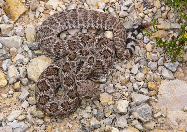 Western Diamondback Rattlesnakes 2 — Stock Photo, Image