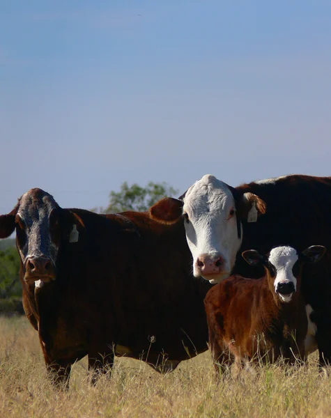 Cattle 12 — Stock Photo, Image