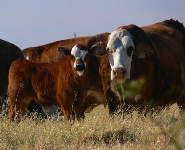 Cattle 8 — Stock Photo, Image