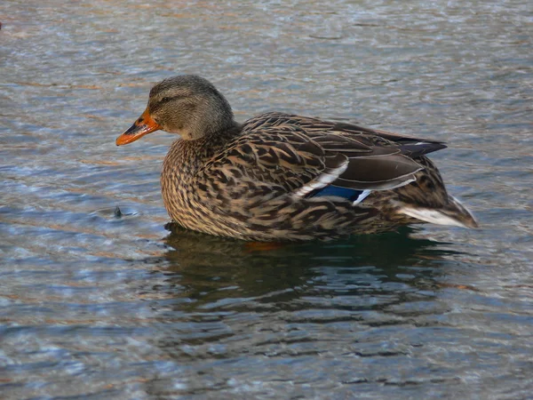 Duck 2 — Stock Photo, Image