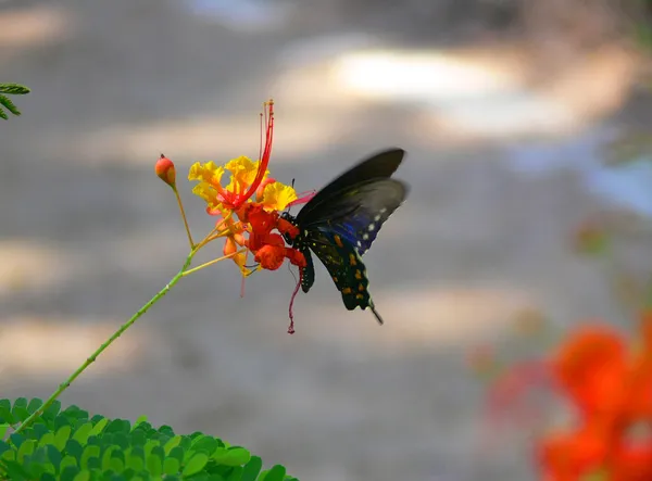 stock image Swallowtail 2