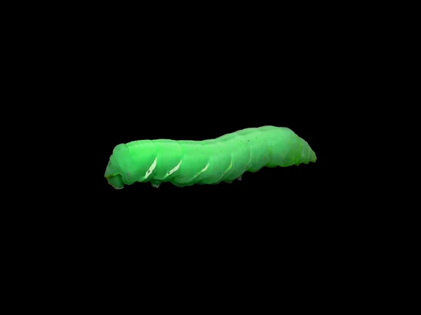 stock image Green Catepillar 1