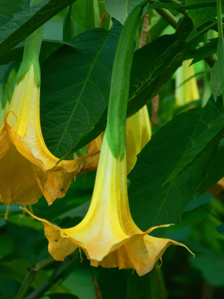 Trumpet Flowers 1 — Stock Photo, Image