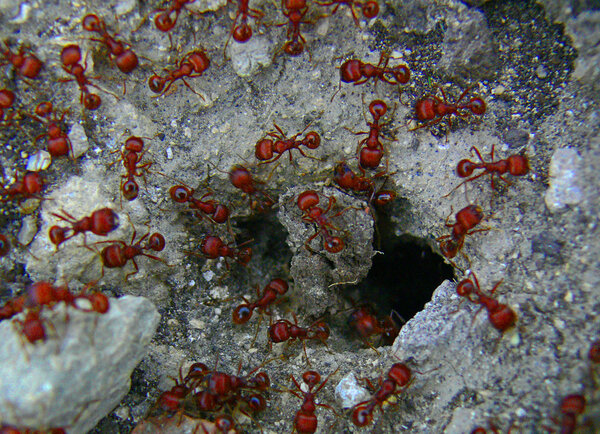 Red Ants 2